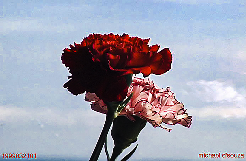 Carnations