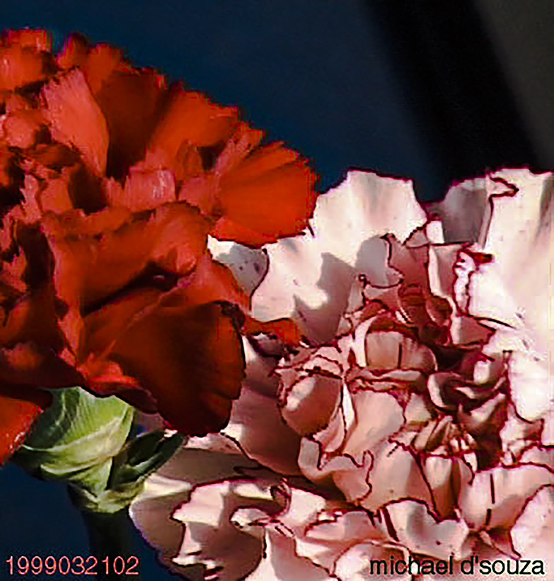 Carnations