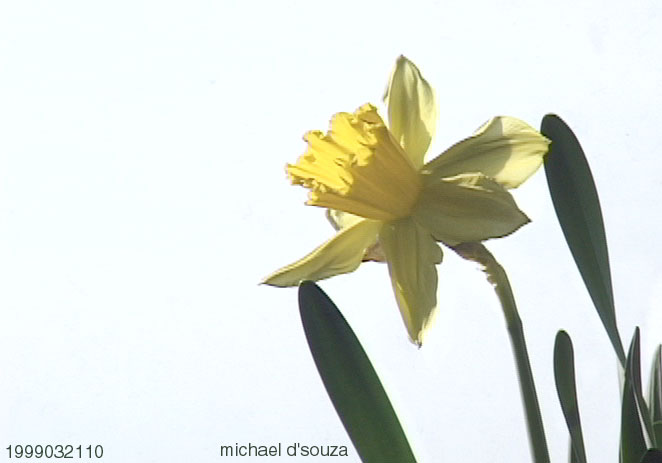 Daffodils