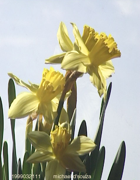 Daffodils