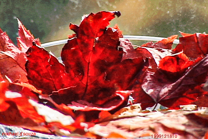 Autumn Leaves from Gatineau