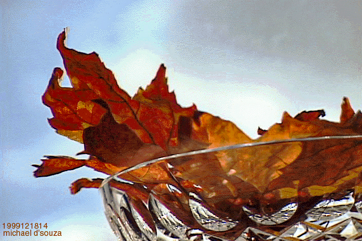 Autumn Leaves from Gatineau