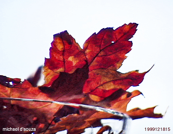 Autumn Leaves from Gatineau