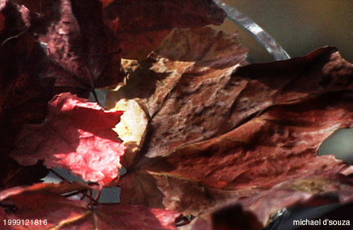 Autumn Leaves from Gatineau