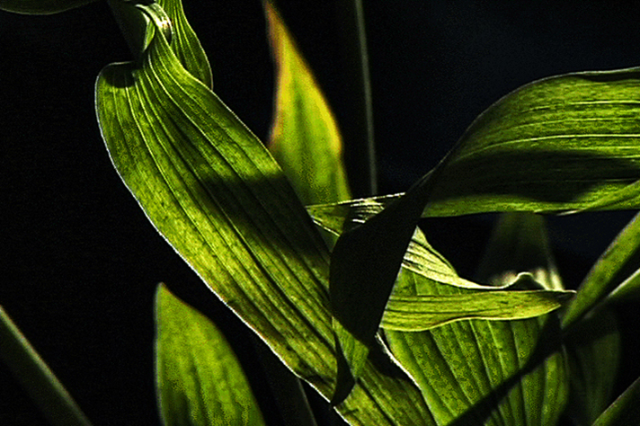 Tiger Lily Leaves