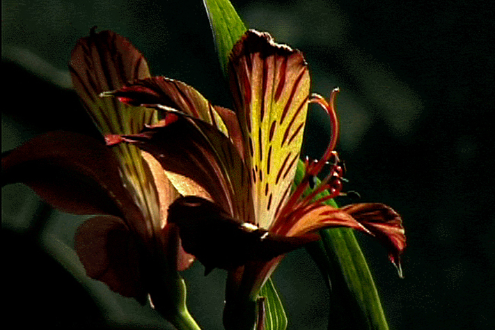 Tiger Lilies