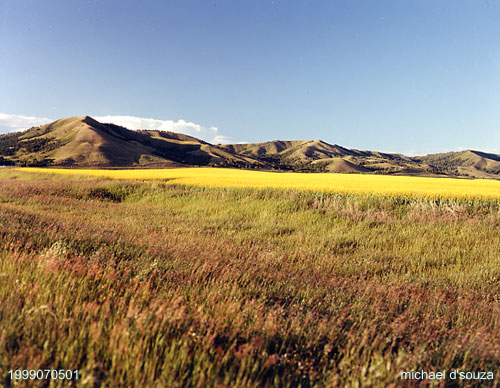 Canola Fields in Saskatchewan's Qu'Appelle Valley