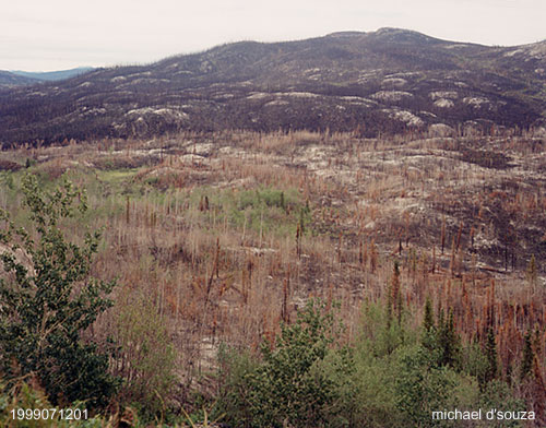 Fire Brush, Fox Lake, Yukon