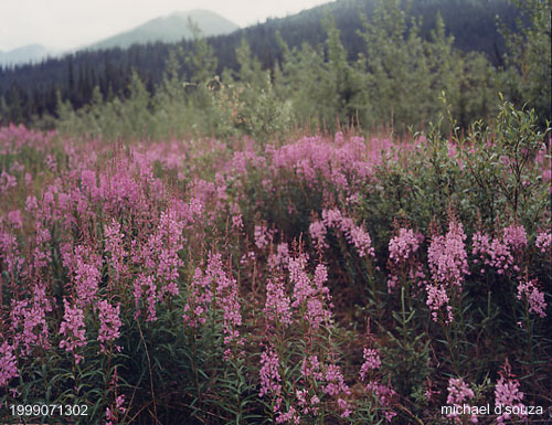 Fireweed