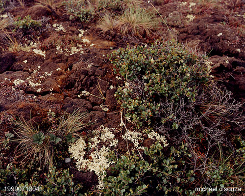 Lichen on Tundra