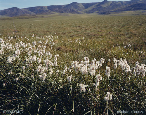 Arctic Cotton