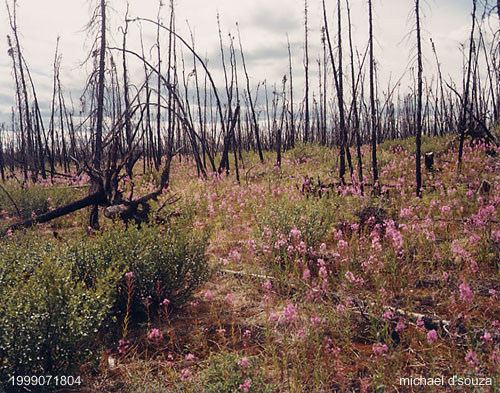 Fireweed