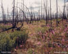 Fireweed