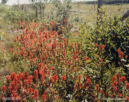 Paint Brush, B.C.