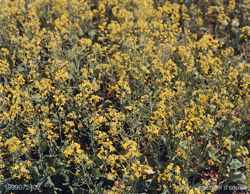 Canola Field