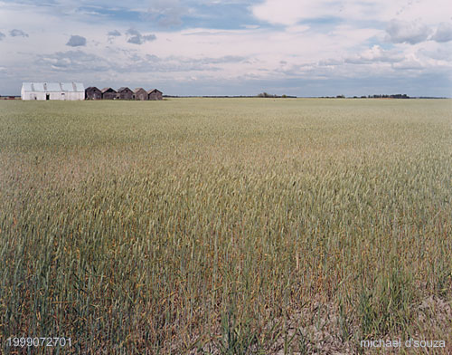 Wheat Field, Alberta