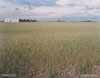 Wheat Field, Alberta