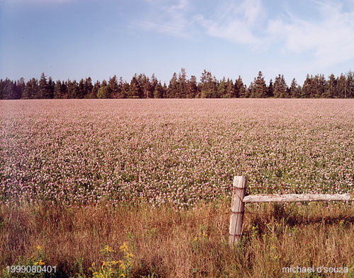 Clover Field, Prince Edward Island