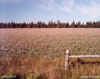 Clover Field, Prince Edward Island