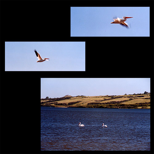 Pelicans on Highway 11, South of Dundurn, Saskatchewan