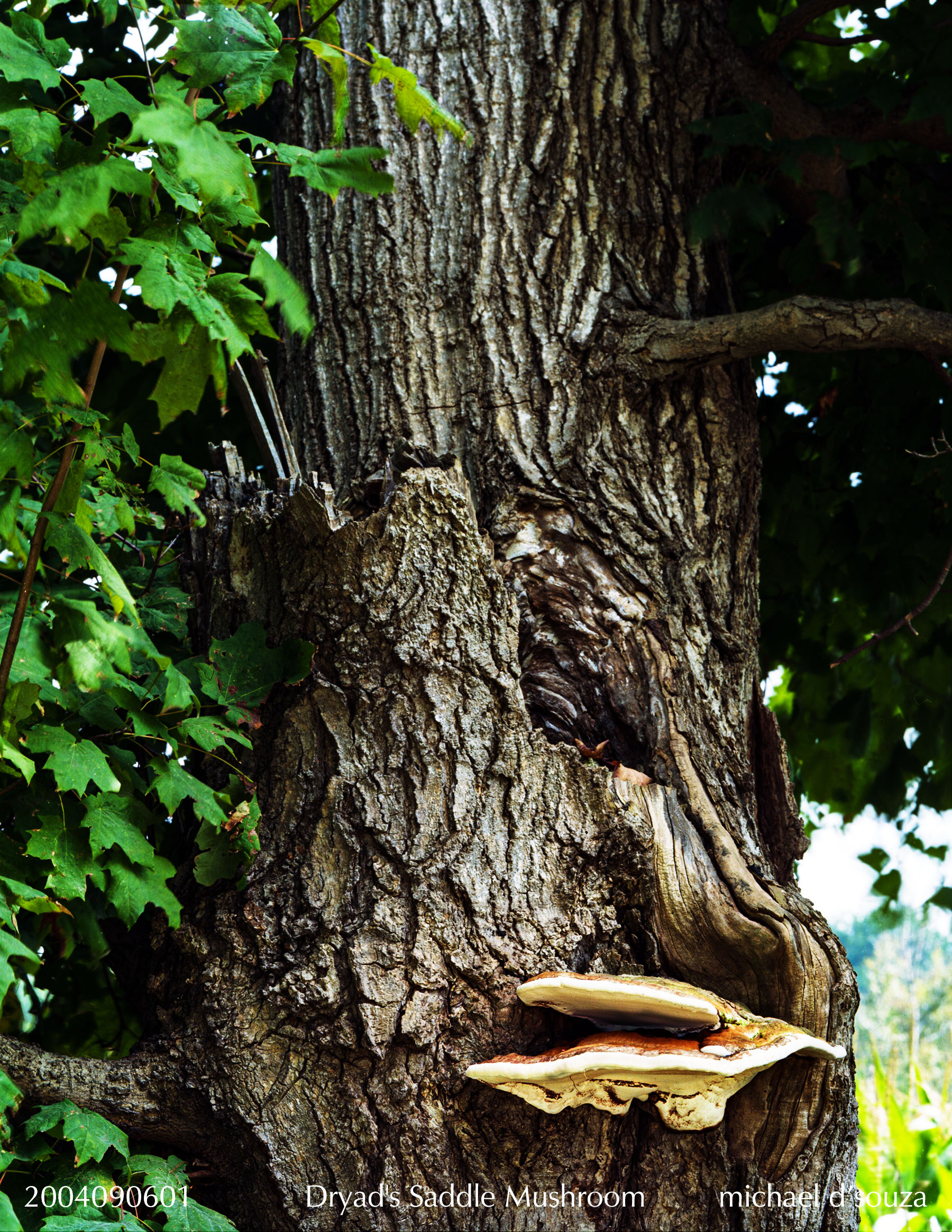 Dryad's Saddle Mushroom