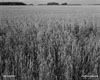 Wheat Field (Red Spring Wheat), Manitoba