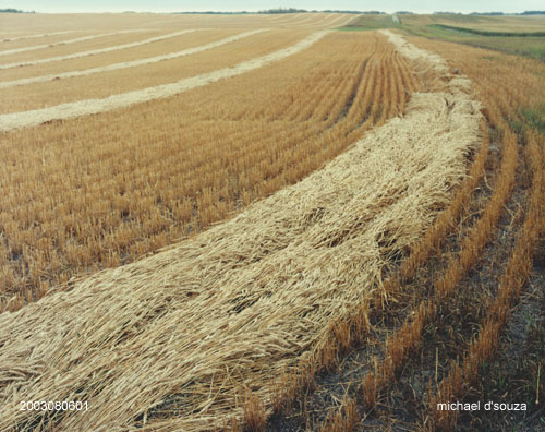 Cut Wheat, Saskatchewan