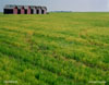 Six sheds and lentils, Saskatchewan