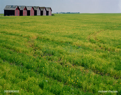 Six sheds and lentils, Saskatchewan