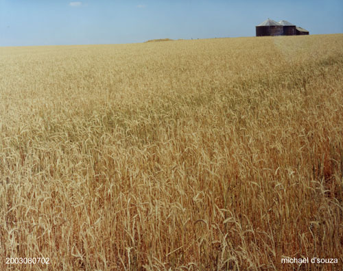 Wheatfield with 2 bins, Saskatchewan