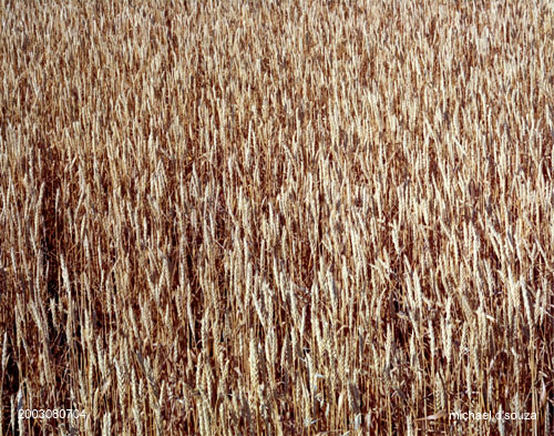 Wheat Close Up, Saskatchewan