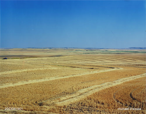 Wheatfield with blue truck, Alberta