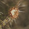 Cactus Flower, Hwy 501 east of 41, Alberta