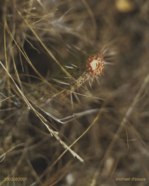 Cactus Flower, Hwy 501 east of 41, Alberta