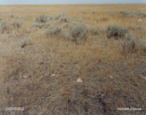 Prairie, sage and cactus, Alberta