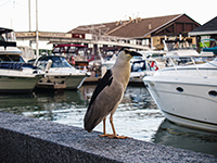 Night Heron on Toronto Waterfront