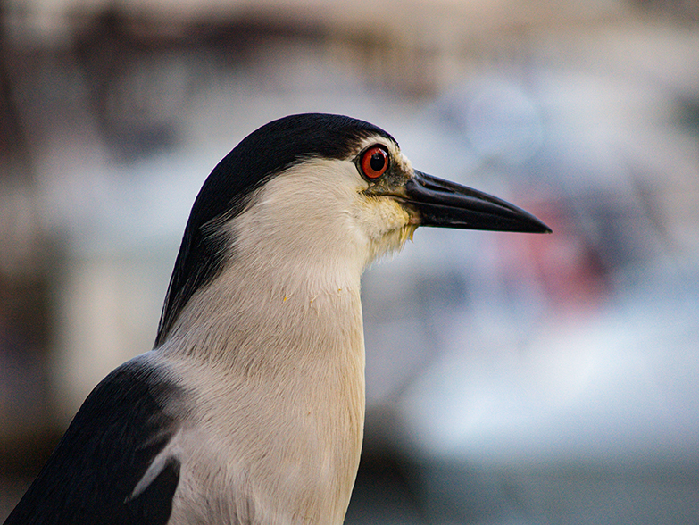 Night Heron on Toronto Waterfront