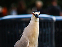 Night Heron on Toronto Waterfront