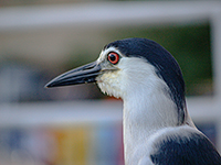 Night Heron on Toronto Waterfront