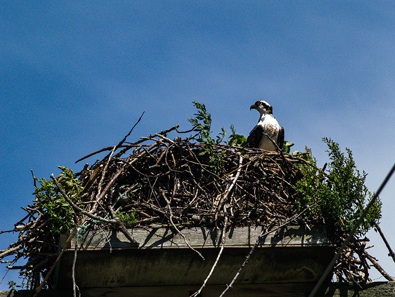 Osprey in nest