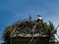 Osprey in nest