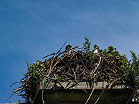 Pair of Osprey