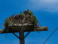 Osprey in nest