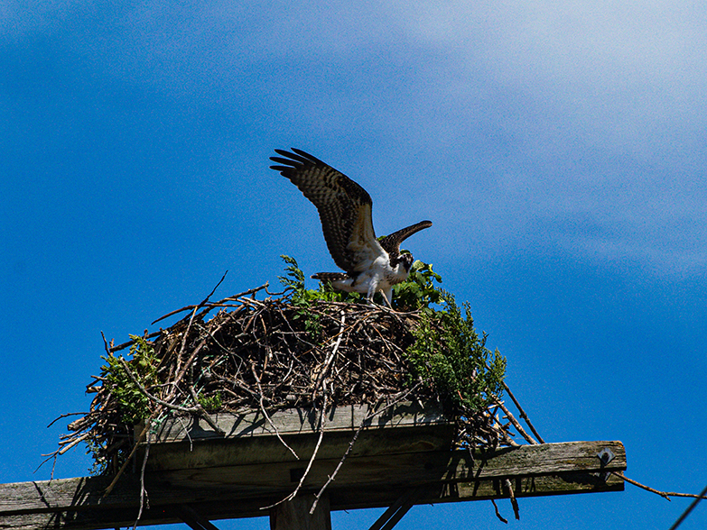 Osprey flapping