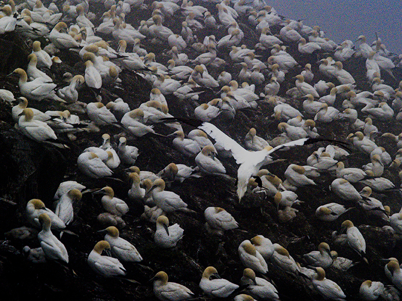 Gannets