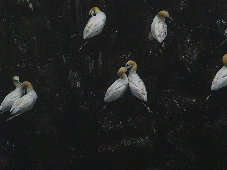 Gannets