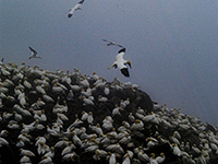 Gannets