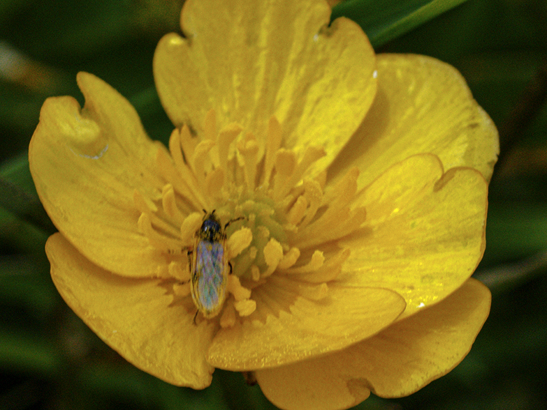 Buttercup and visitor