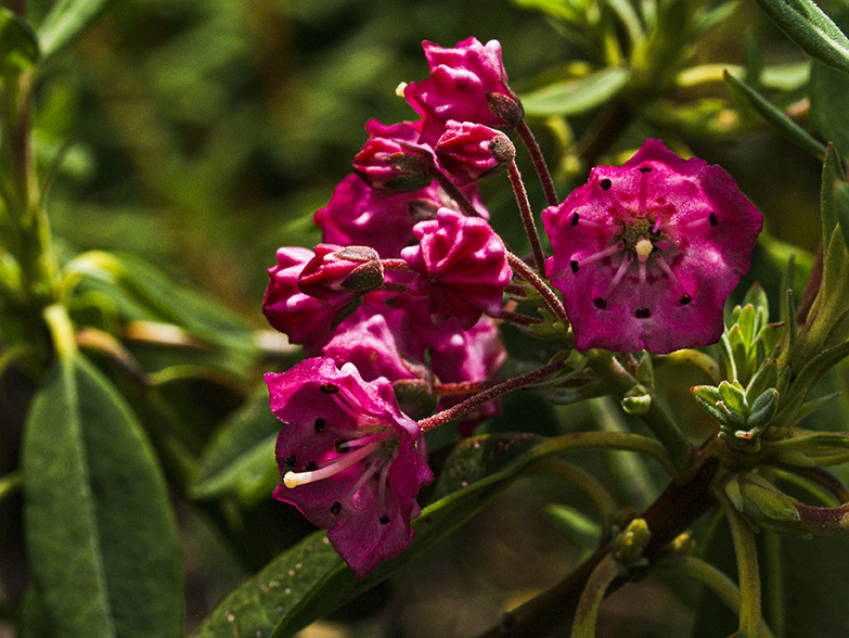 Purple flowers