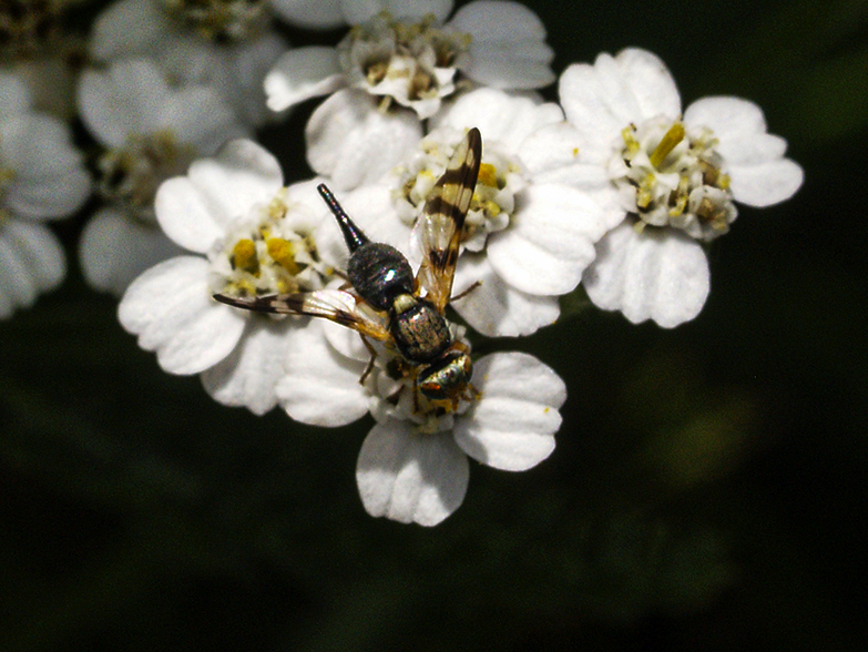 White flowers and bee